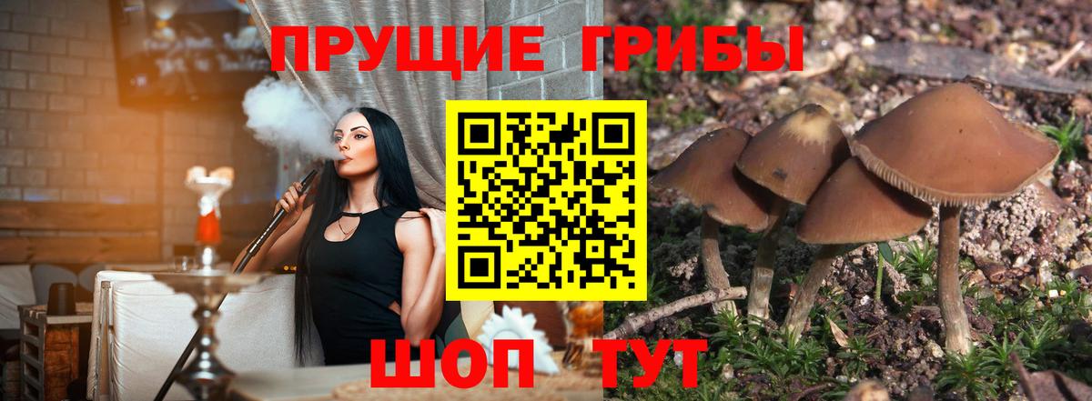 Благодарный  Галлюциногенные грибы Psilocybine cubensis  дарнет шоп  Вход с VPN  Псилоцибиновые грибы мицелий 